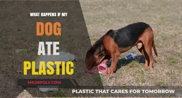 Plastic Consumption: What Dog Owners Should Know