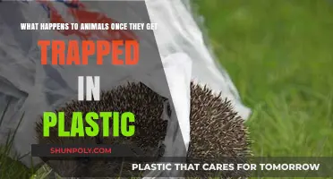Plastic's Deadly Embrace: The Tragic Fate of Trapped Wildlife