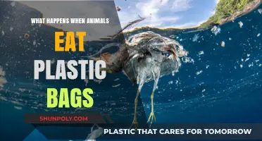 Deadly Mistake: How Plastic Bags Harm Animals and Ecosystems