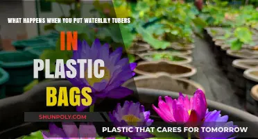Waterlily Tubers in Plastic Bags: Survival or Suffocation?