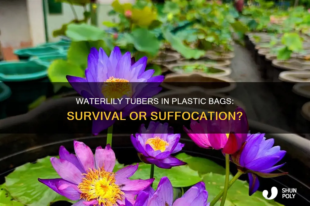 what happens when you put waterlily tubers in plastic bags