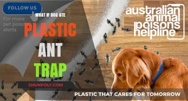 How to Act if Your Dog Ate a Plastic Ant Trap
