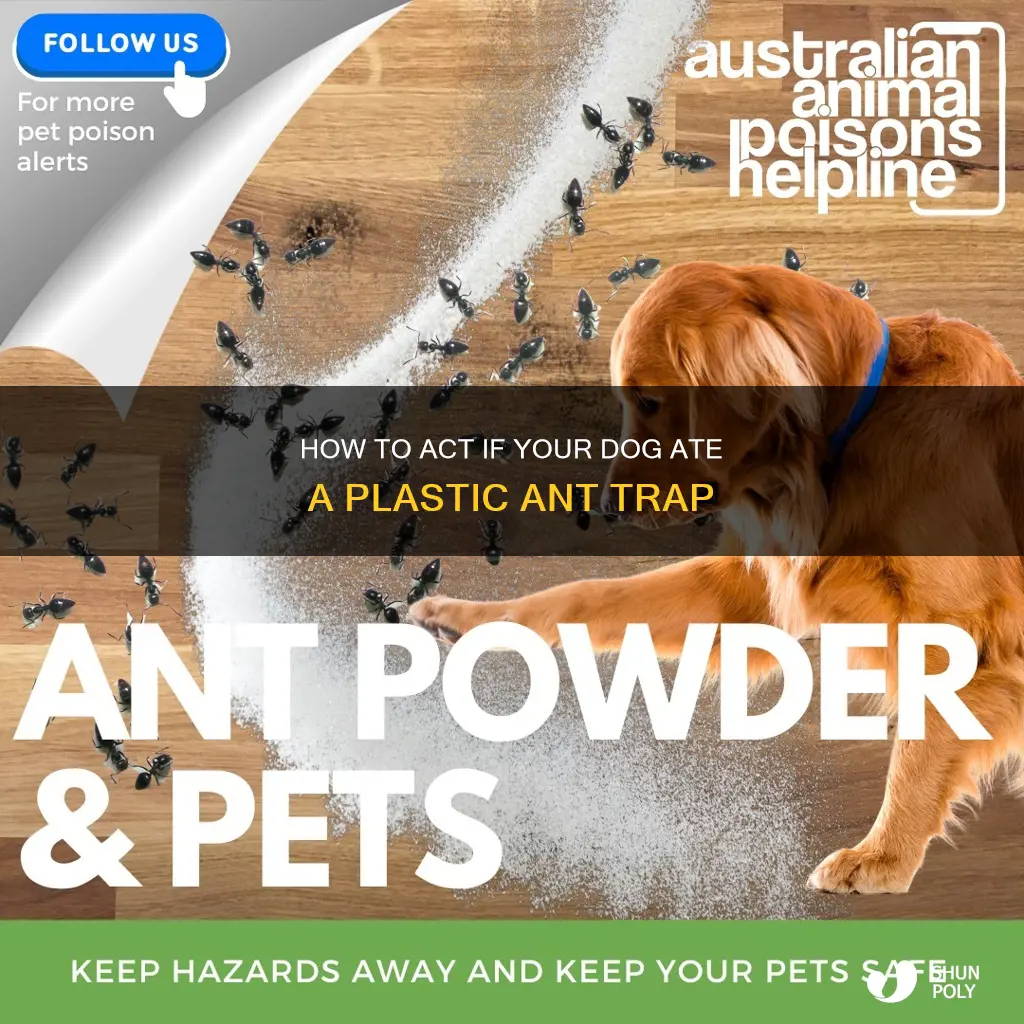 what if dog ate plastic ant trap
