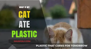 Cat Ate Plastic: What to Do and What Not to Do