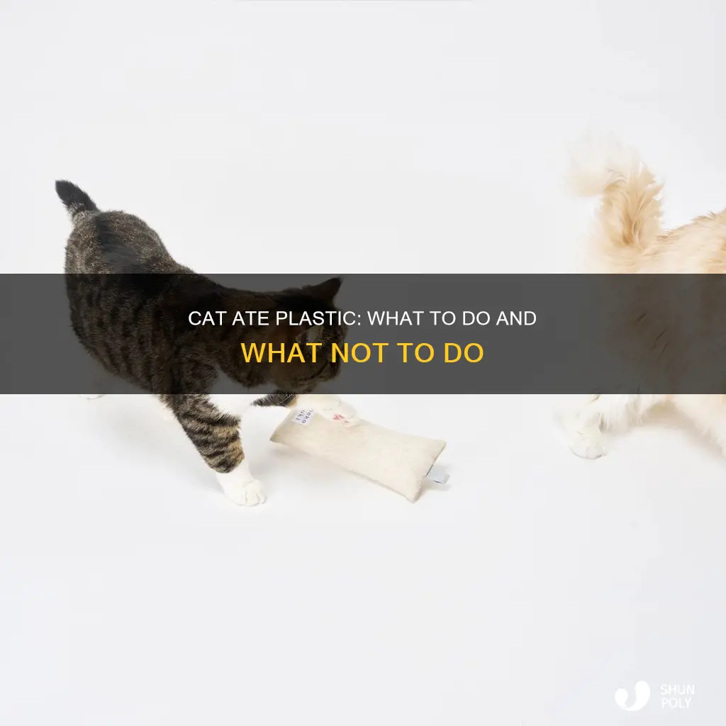 what if my cat ate plastic