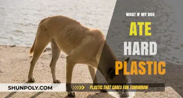 Dog Ate Hard Plastic? Here's What to Do