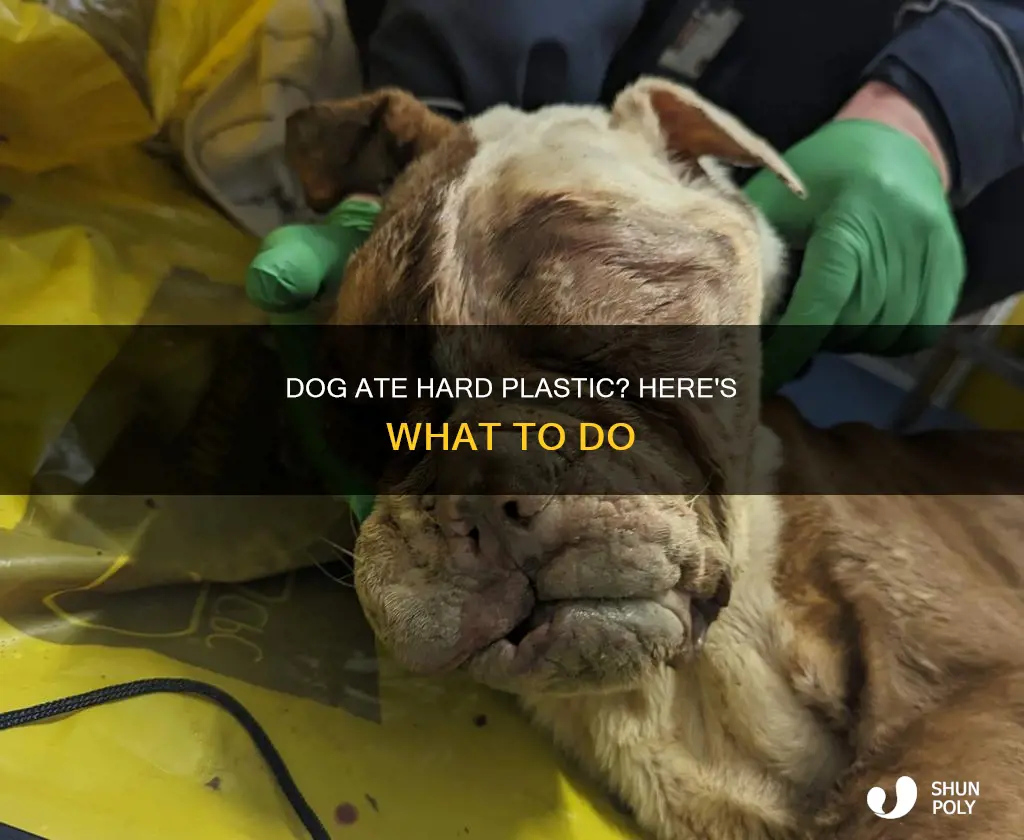 what if my dog ate hard plastic