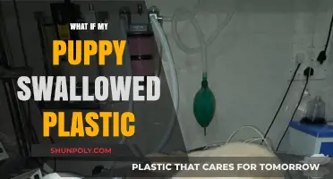 Puppy Swallowed Plastic: What Should I Do?