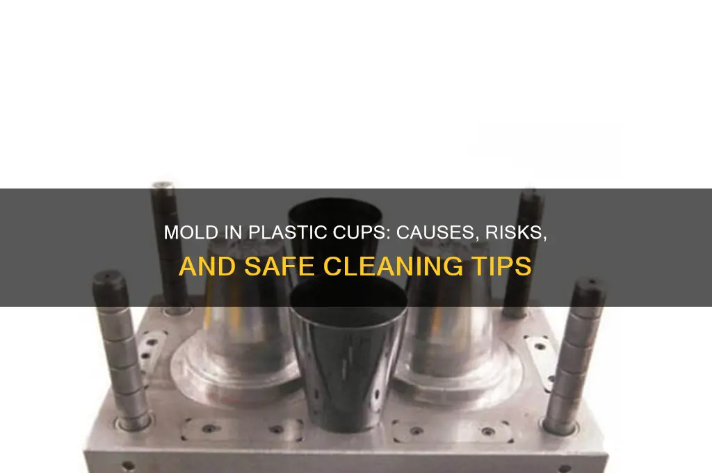 what if you get mold in a plastic cup