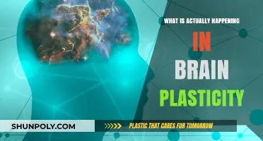 Brain Plasticity: Understanding the Brain's Flexibility