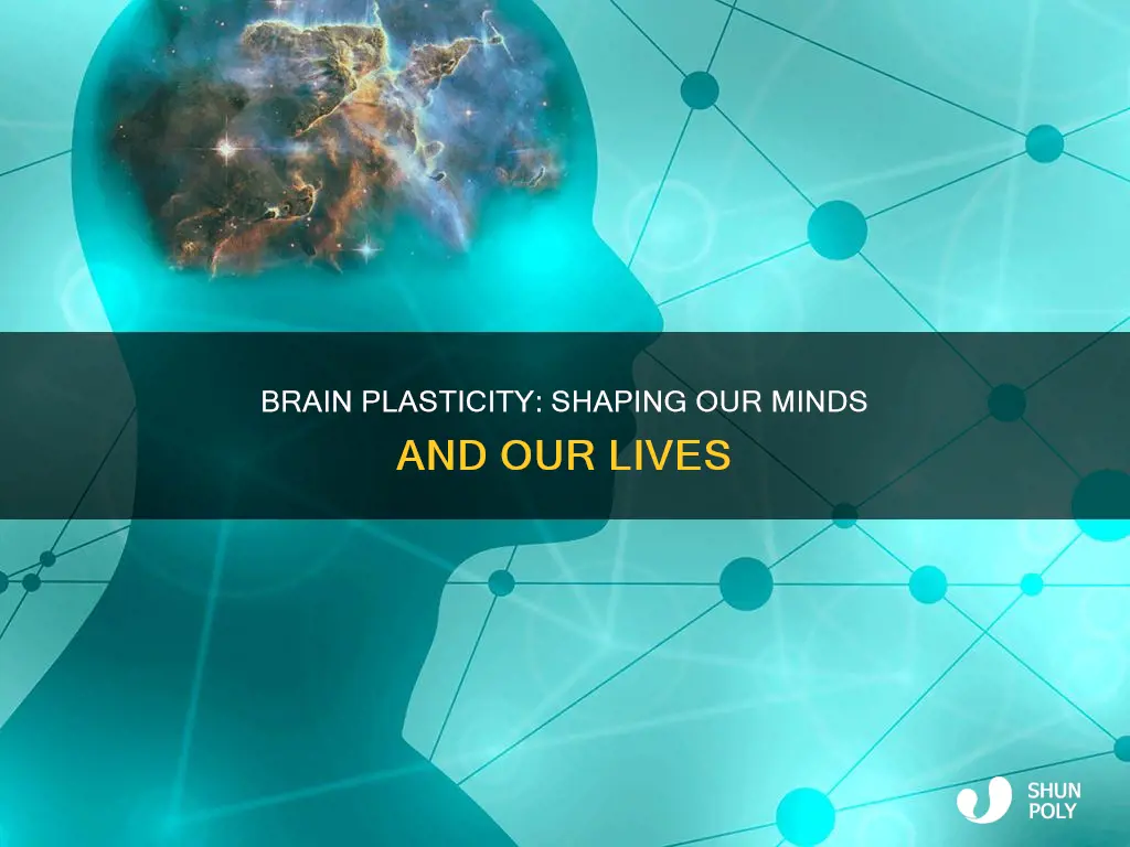 what is affected by brain plasticity