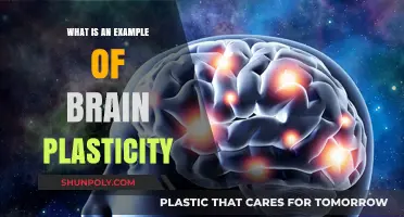 Brain Rewiring: The Ultimate Example of Neuroplasticity
