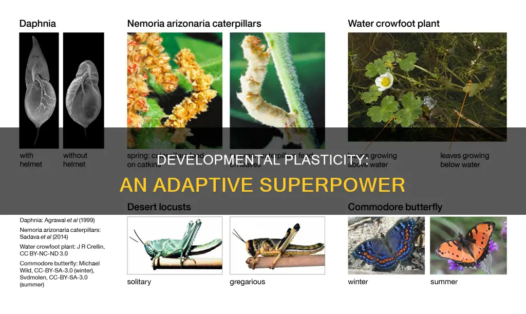 what is an example of developmental plasticity