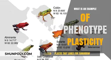 Phenotype Plasticity: Camouflaging Chameleons