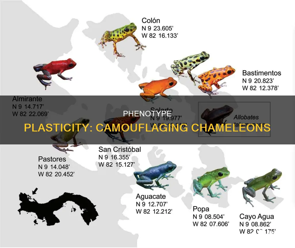 what is an example of phenotype plasticity