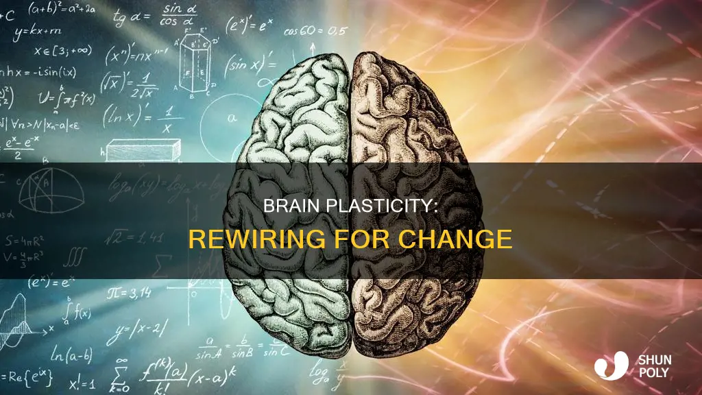 what is an example of plasticity