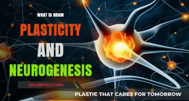 Unlocking Brain's Power: Neurogenesis and Plasticity