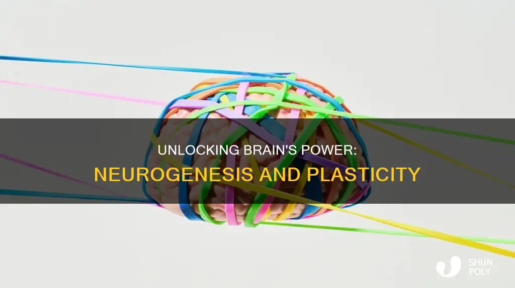 what is brain plasticity and neurogenesis