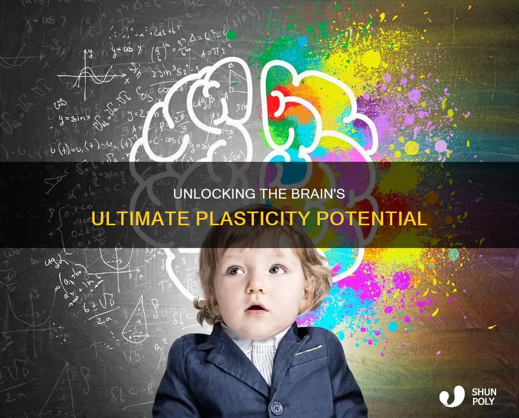 what is brain plasticity at its peak