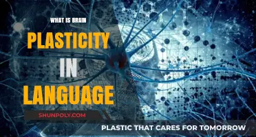 Brain Plasticity: Language Learning Superpower