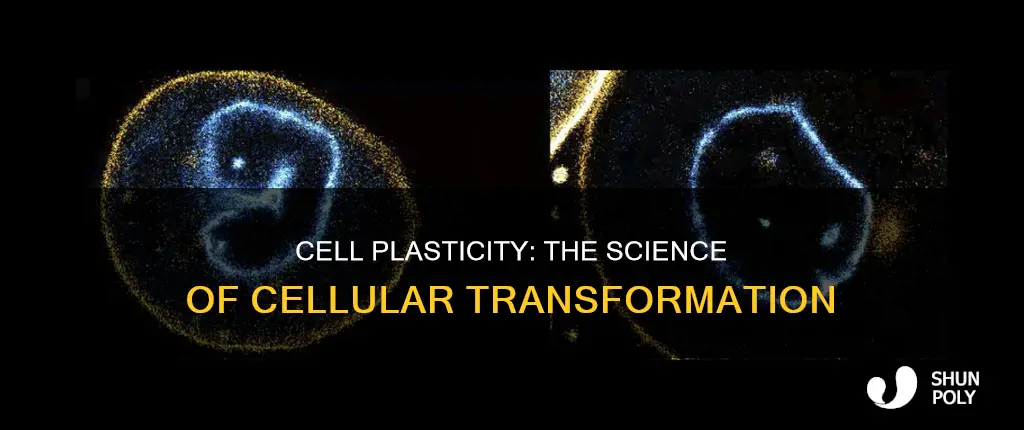 what is cell plasticity refer to