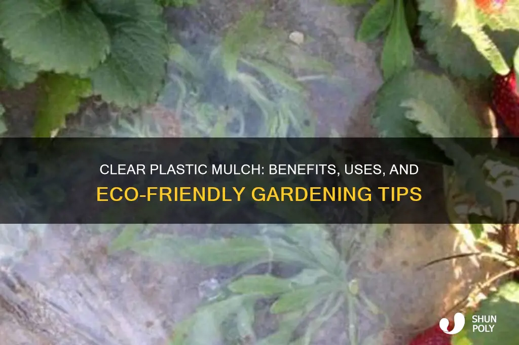 what is clear plastic mulch
