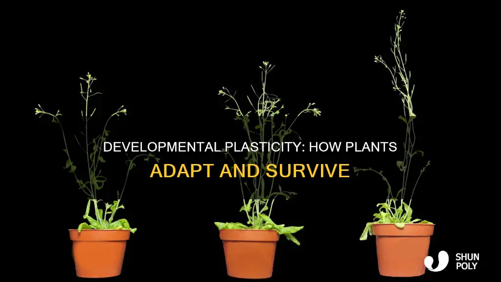 what is developmental plasticity in plants