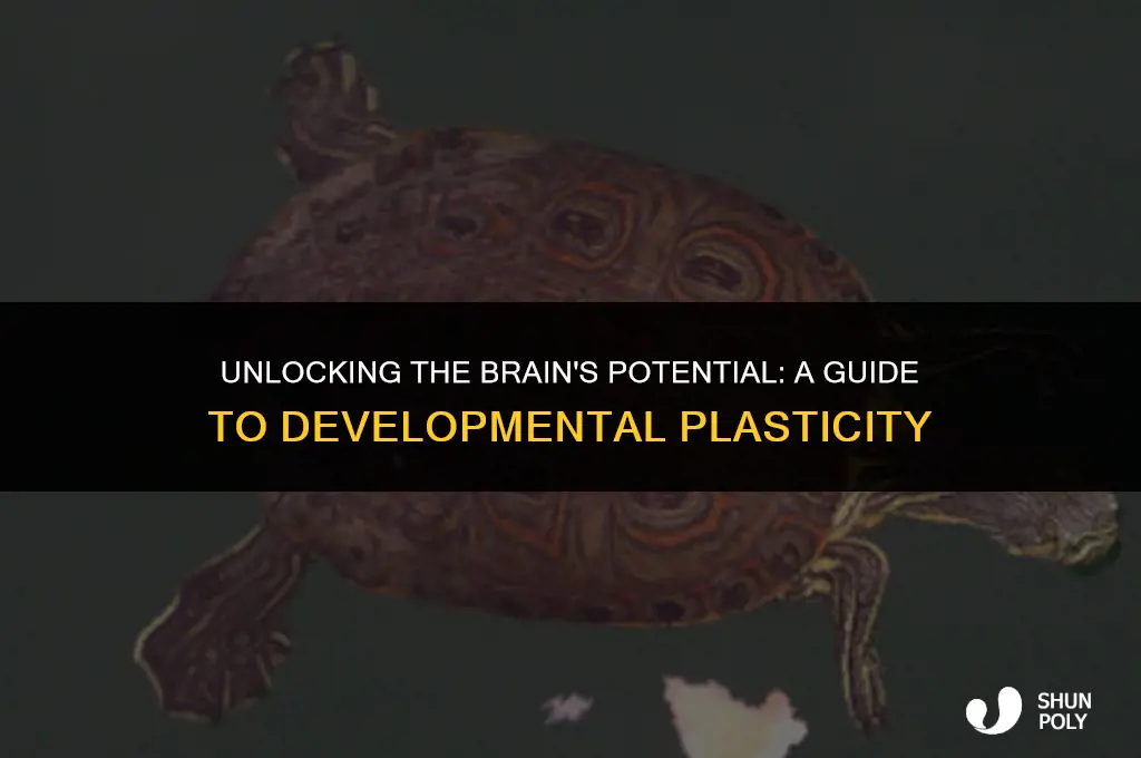 what is developmental plasticity