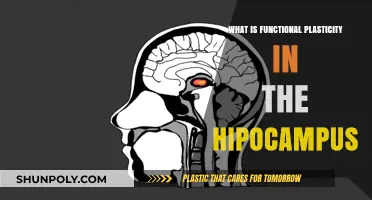 Unveiling Hippocampus' Functional Plasticity: Brain's Adaptive Marvel
