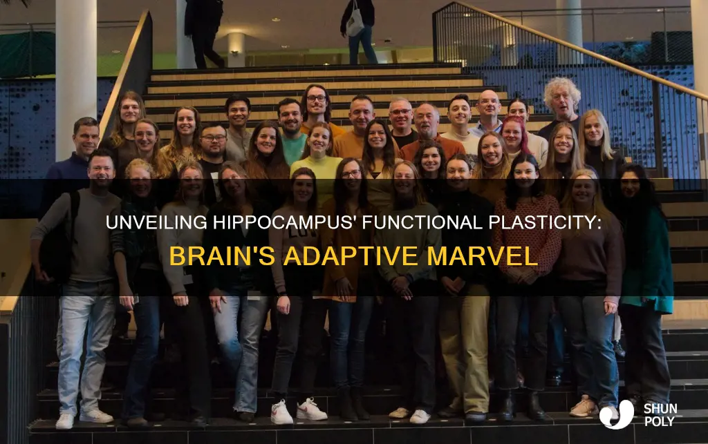 what is functional plasticity in the hipocampus
