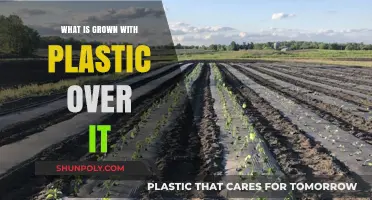 Plastic Sheeting: Pros and Cons for Gardening
