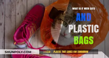 Why Cats Love Plastic Bags: Unraveling the Feline Fascination