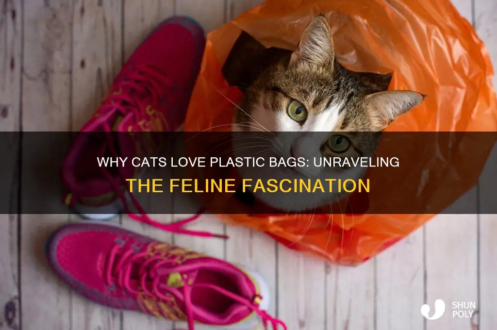 what is it with cats and plastic bags