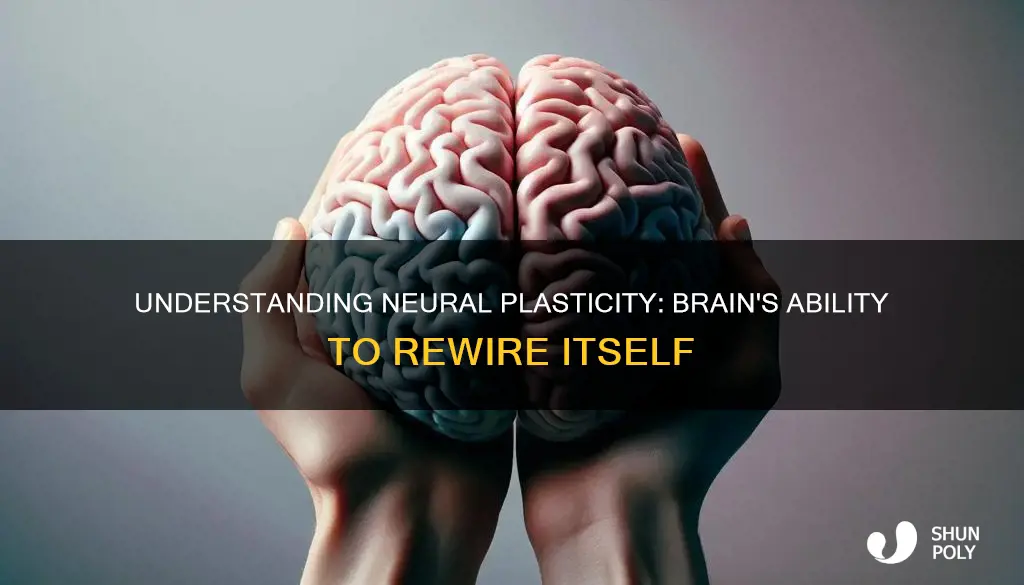 what is meant by neural plasticity