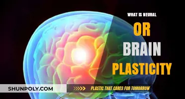 Brain Plasticity: How Neurons Rewire and Adapt