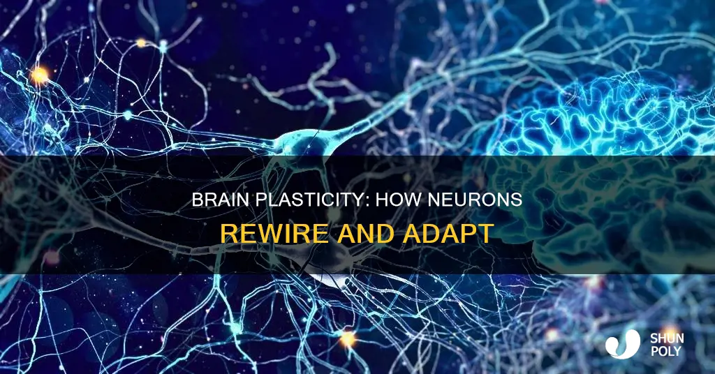 what is neural or brain plasticity