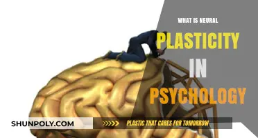 Understanding Neural Plasticity: Psychology's Malleable Brain