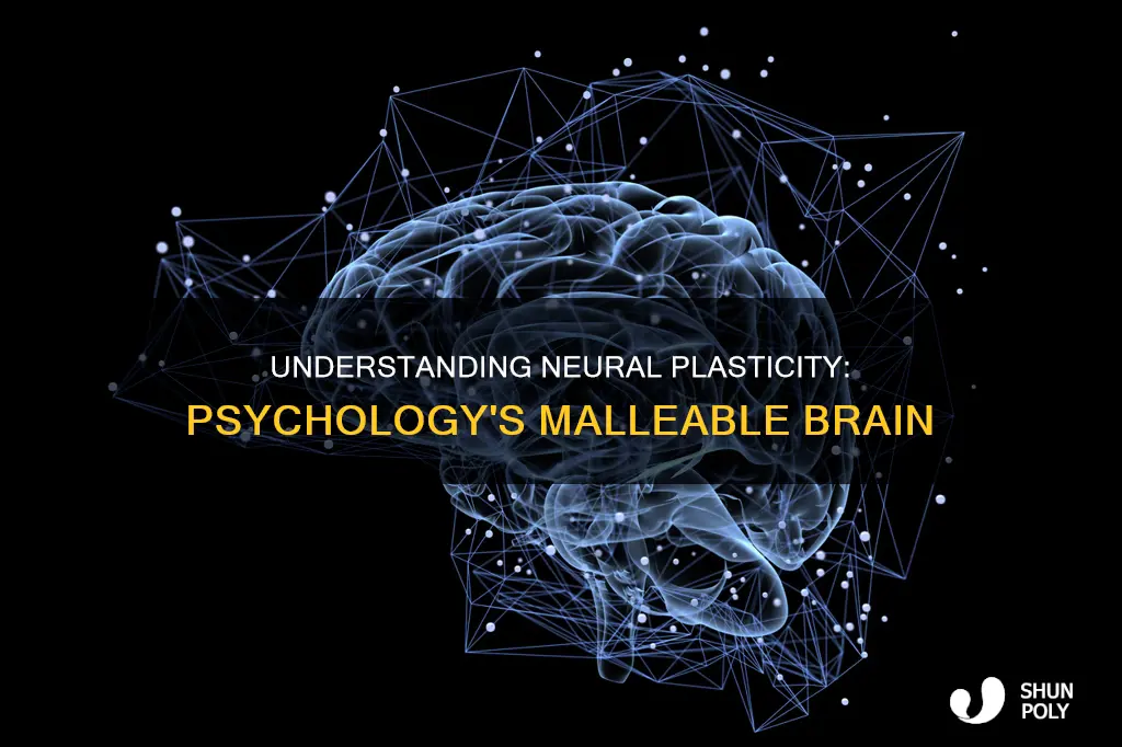 what is neural plasticity in psychology