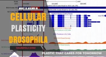 Cellular Plasticity: NSLMB's Role in Drosophila Development