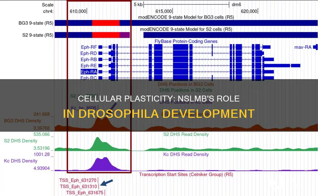 what is nslmb in cellular plasticity drosophila