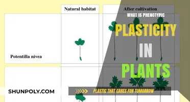 Phenotypic Plasticity: Plants' Adaptive Superpower