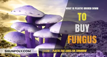 Fungal Revolution: How Mushrooms Break Down Plastic Waste Naturally