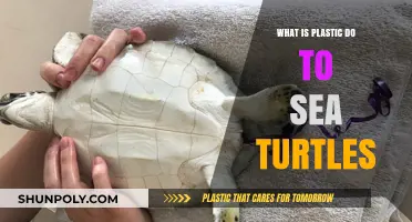 Plastic's Impact: Sea Turtles' Plight