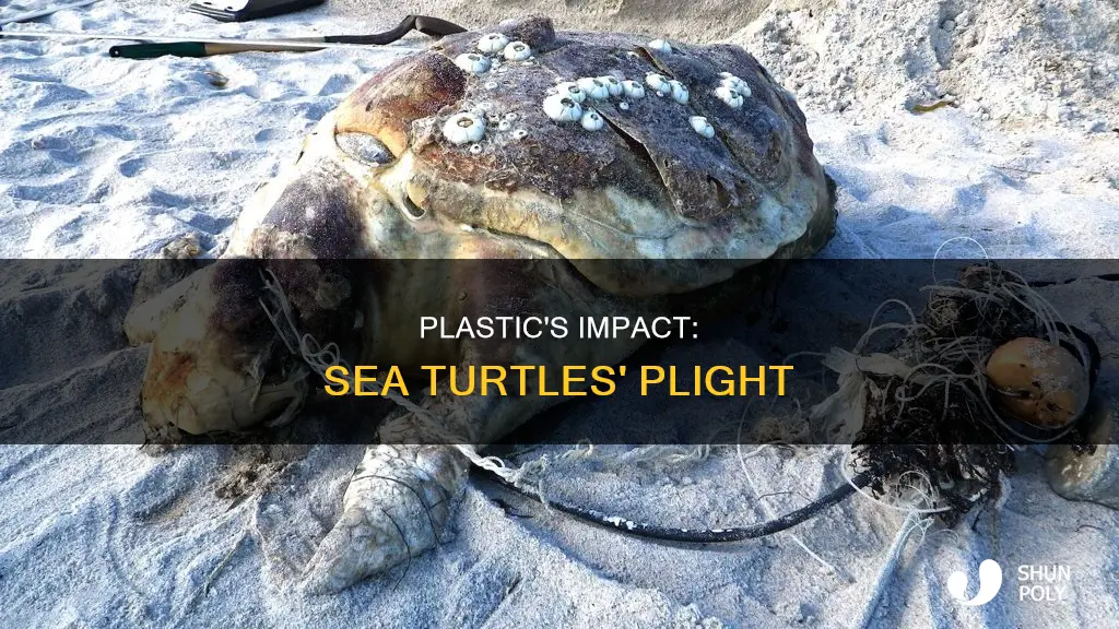 what is plastic do to sea turtles