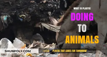 Plastic Impact: Animals' Plight and Fight