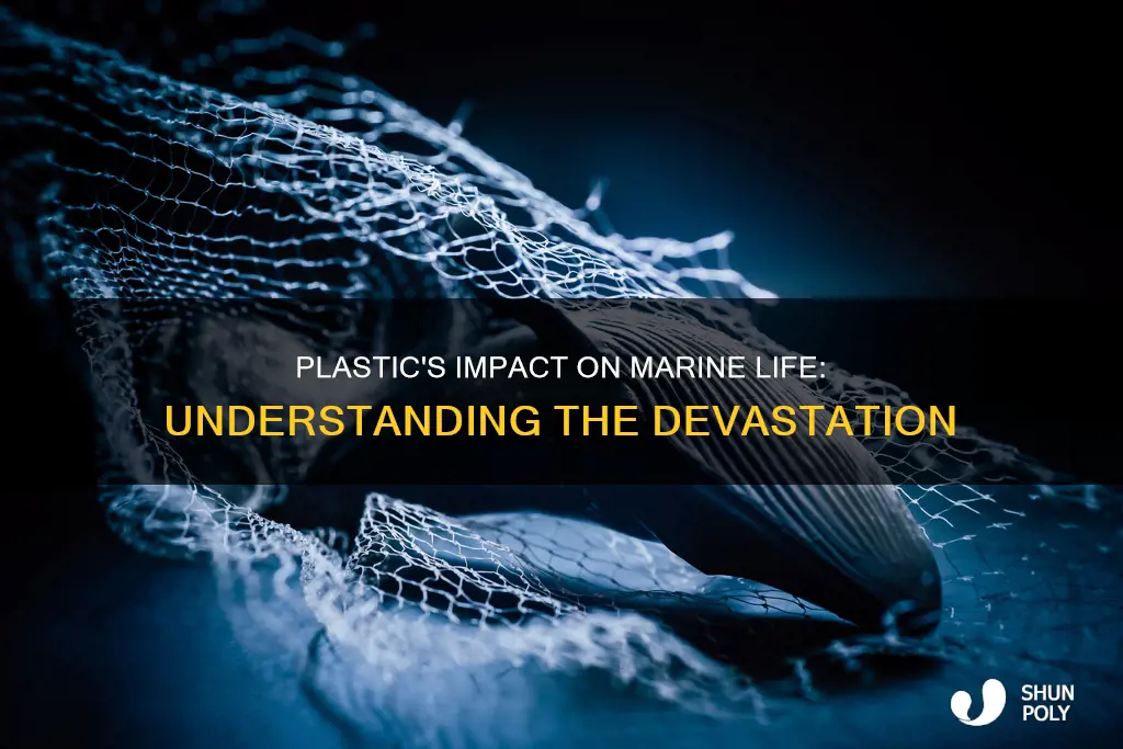 what is plastic doing to marine life