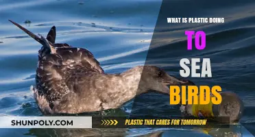Plastic's Impact on Seabirds: An Ecological Disaster