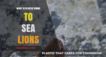 How Plastic is Harming Sea Lions