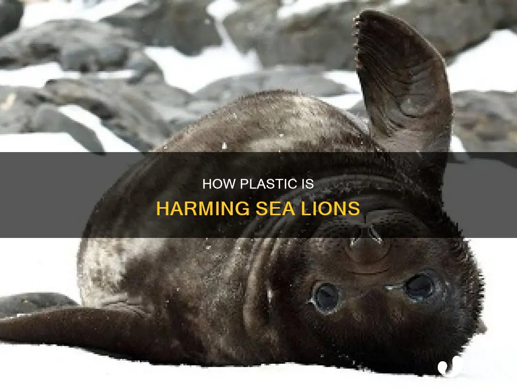 what is plastic doing to sea lions