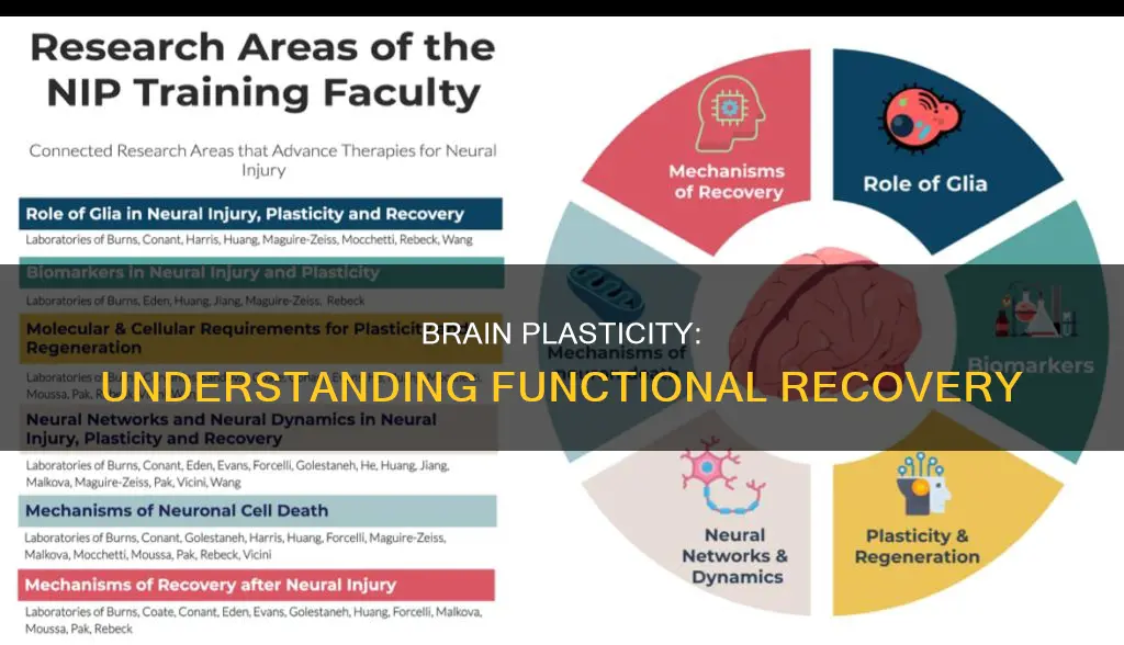 what is plasticity and functional recovery